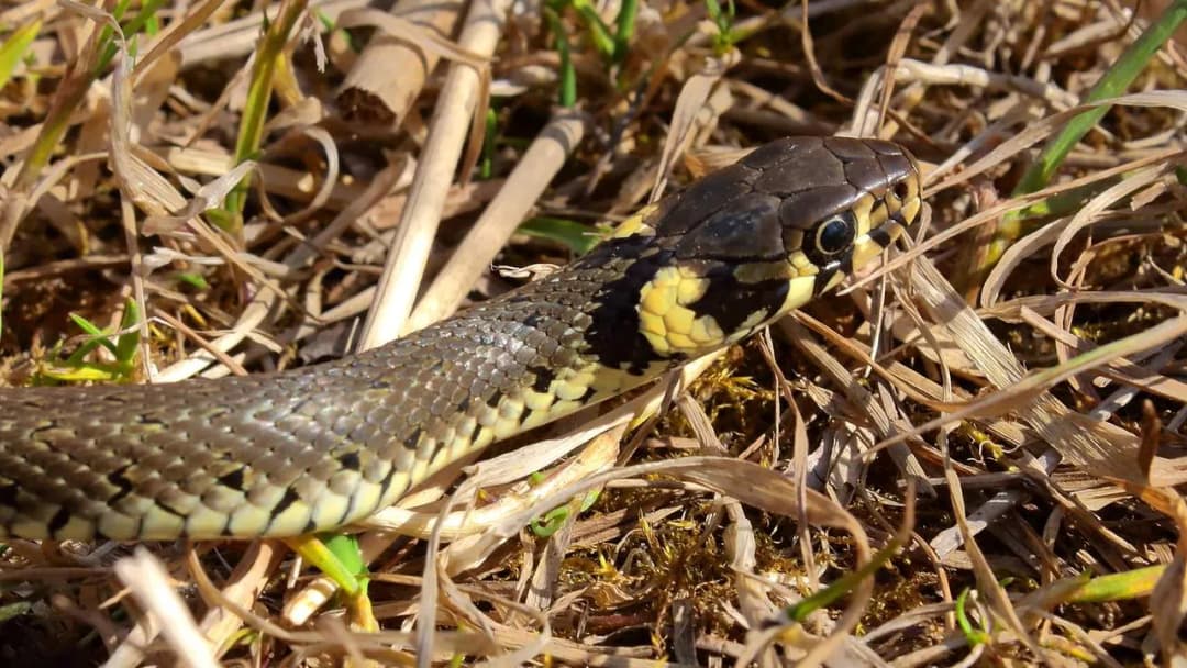 Skuteczne metody, jak pozbyć się żmij z ogrodu i chronić swoje bezpieczeństwo