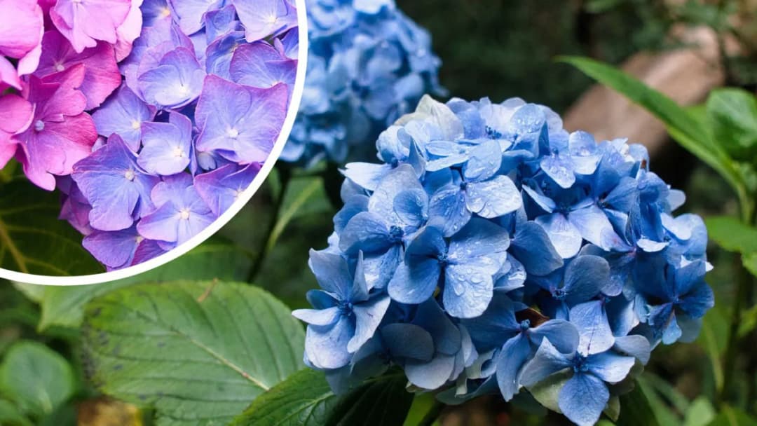 Jak kwitnie hortensja ogrodowa i jak zadbać o jej piękne kwiaty