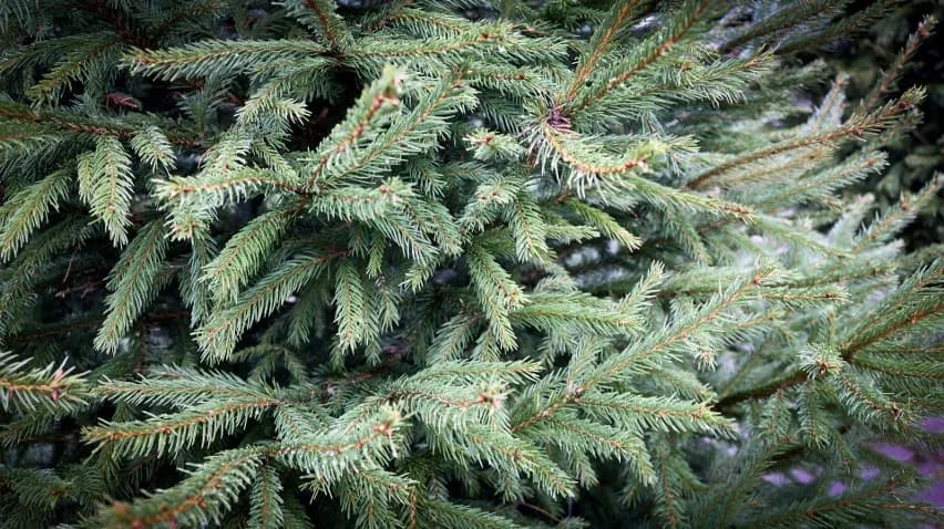 Jodła czy świerk do ogrodu – jakie drzewo wybrać, aby nie żałować?