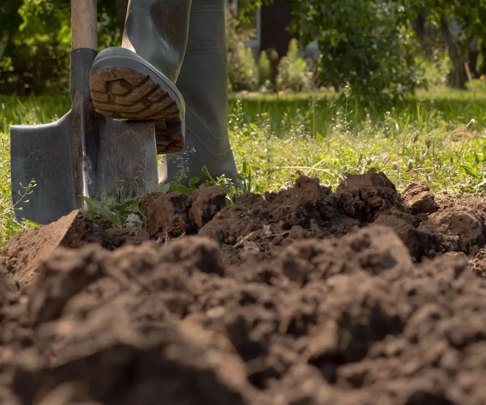 Skuteczne sposoby, jak pozbyć się podagrycznika z ogrodu raz na zawsze