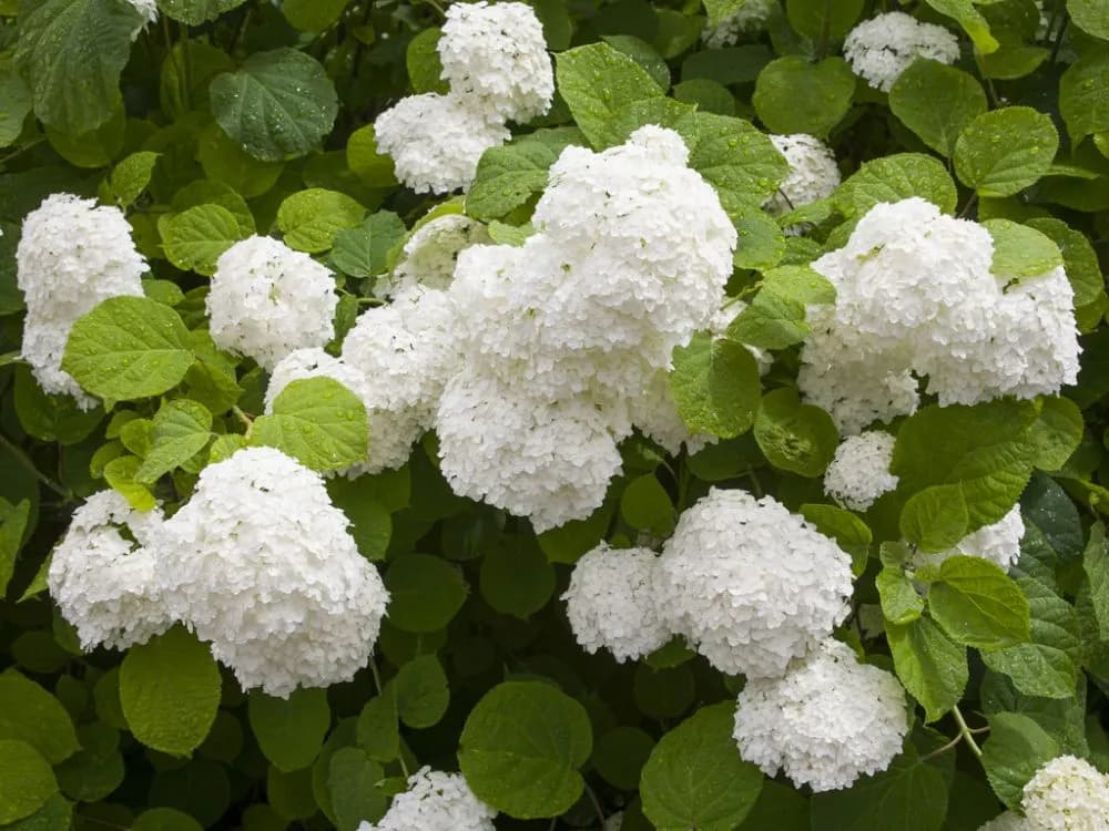 Hortensja annabelle ogrodowa czy bukietowa - która lepiej rośnie w ogrodzie?