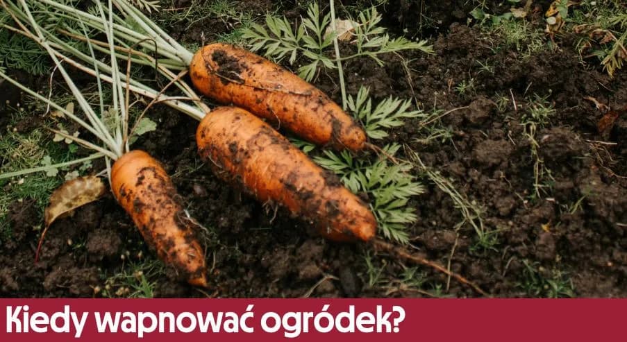 Wapno ogrodowe – kiedy stosować, by poprawić pH gleby i jakość roślin