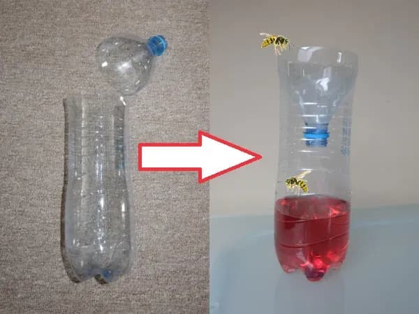 Skuteczne sposoby na osy w ogrodzie - preparaty, pułapki i porady