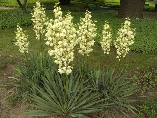Jak hodować juke ogrodową, aby uniknąć błędów i cieszyć się jej urodą