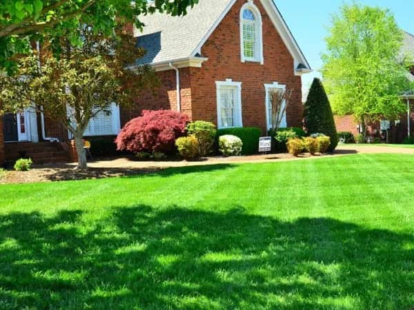 Jaka najlepsza trawa do ogrodu? Wybierz idealne gatunki do swojego miejsca