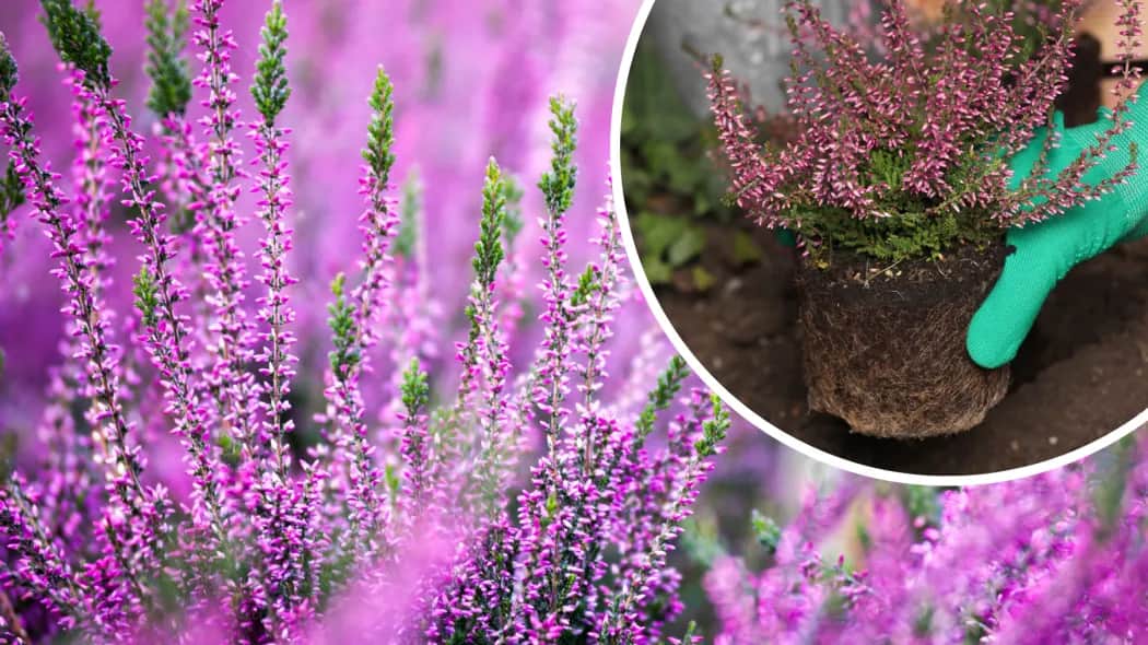 Jak dbać o wrzosy w ogrodzie, aby cieszyć się ich pięknem przez lata