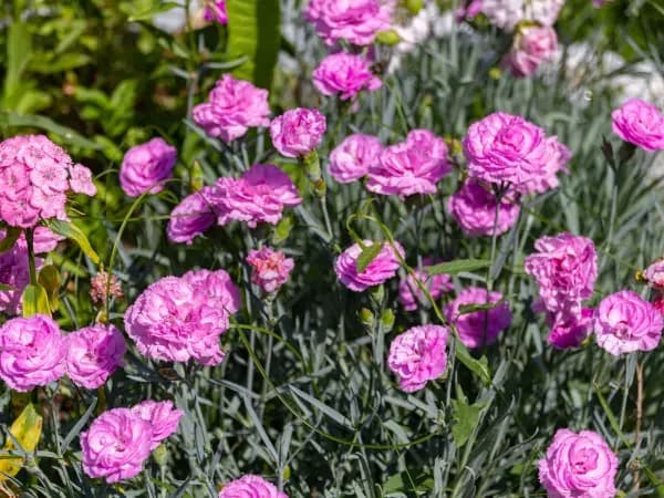 Jak rozmnażać goździki ogrodowe – skuteczne metody i pielęgnacja krok po kroku