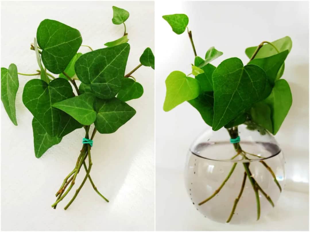 Jak rozmnożyć bluszcz ogrodowy - skuteczne metody i cenne porady.