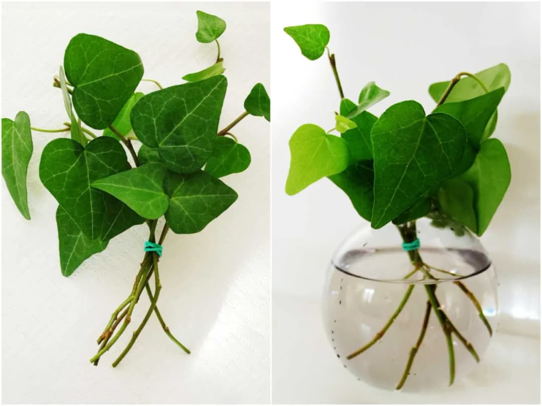 Jak rozmnożyć bluszcz ogrodowy - skuteczne metody i cenne porady.