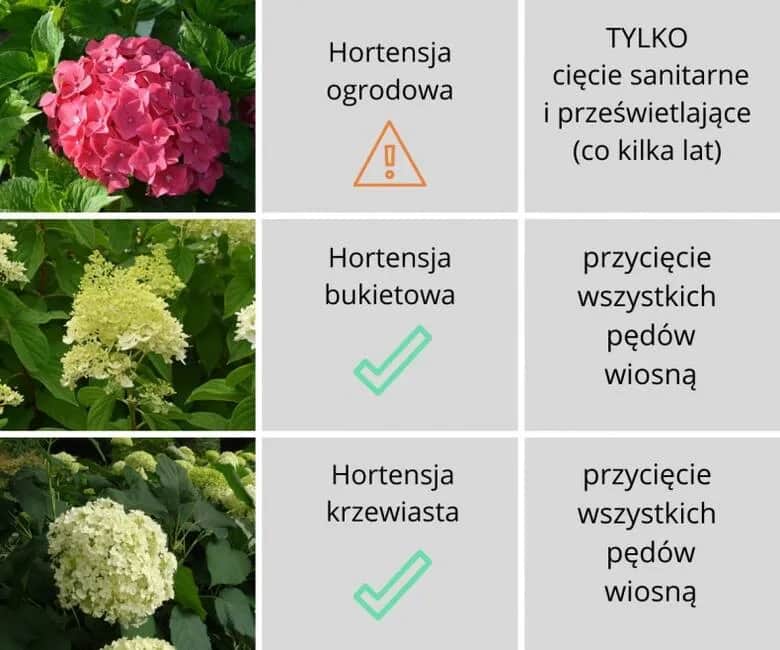 Czy hortensje ogrodowe się przycina? Dowiedz się, jak to zrobić dobrze