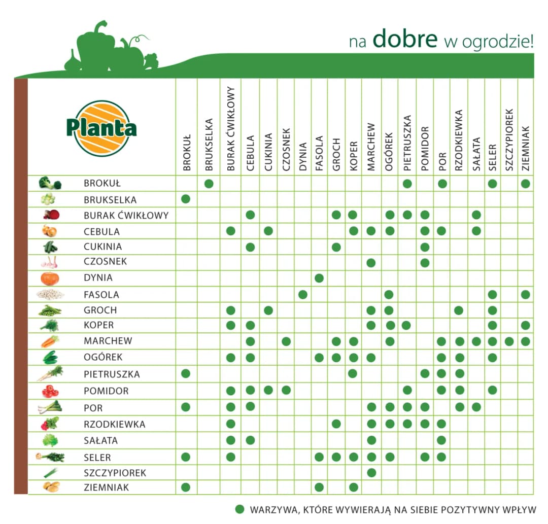 Jakie warzywa w ogrodzie warto uprawiać? Oto najlepsze wybory dla Ciebie!