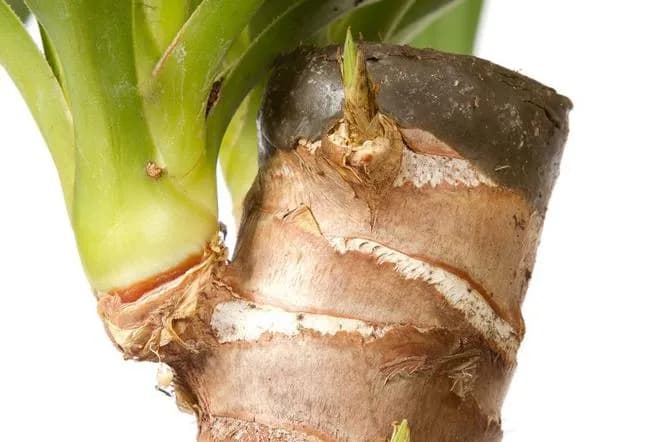 Jak rozmnożyć jukę ogrodową: proste metody i skuteczne porady pielęgnacyjne