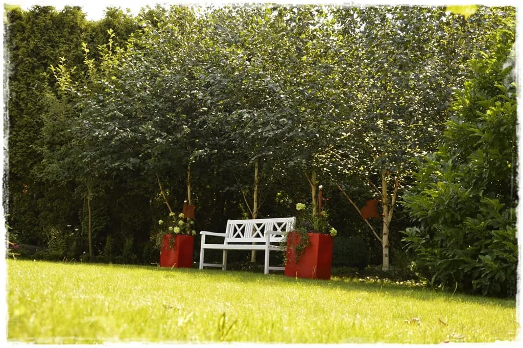 Jak sadzić brzozy w ogrodzie - najlepsze porady i techniki dla każdego