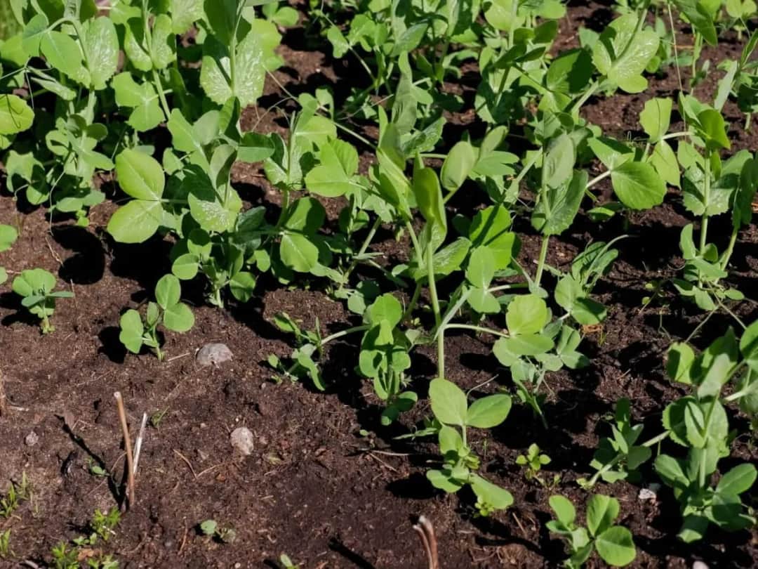 Co na poplon w ogrodzie? Najlepsze rośliny poprawiające glebę.