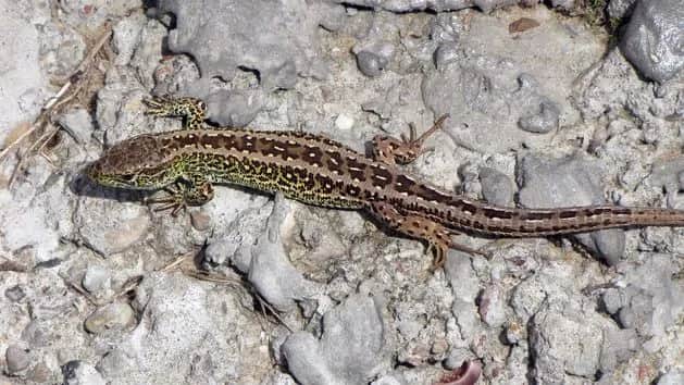 Skuteczne metody, jak pozbyć się jaszczurek z ogrodu w ekologiczny sposób