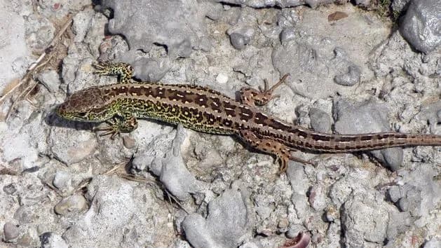 Skuteczne metody, jak pozbyć się jaszczurek z ogrodu w ekologiczny sposób