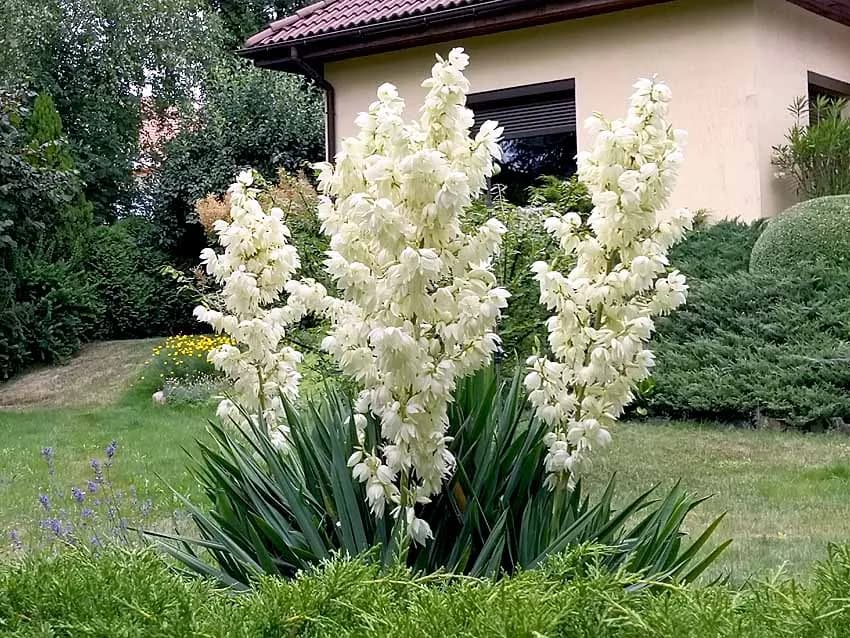 Dlaczego juka ogrodowa nie kwitnie? 5 przyczyn i kluczowe porady