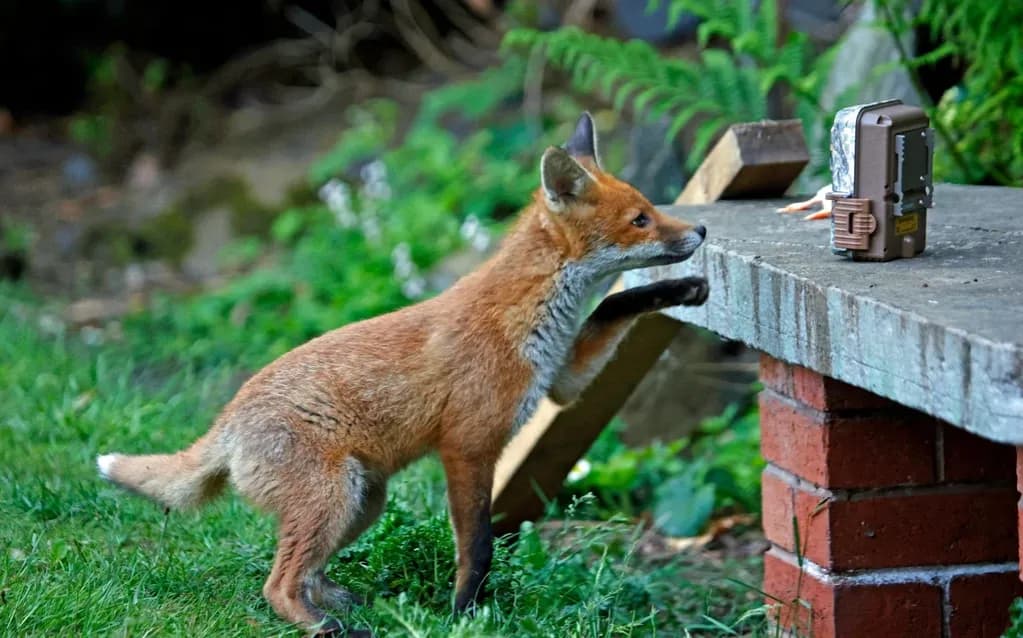 Jak skutecznie odstraszyć lisy z ogrodu bez szkody dla zwierząt