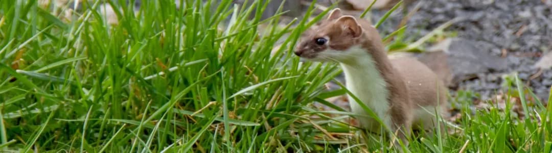 Skuteczne metody na kuny w ogrodzie – odstrasz je raz na zawsze!