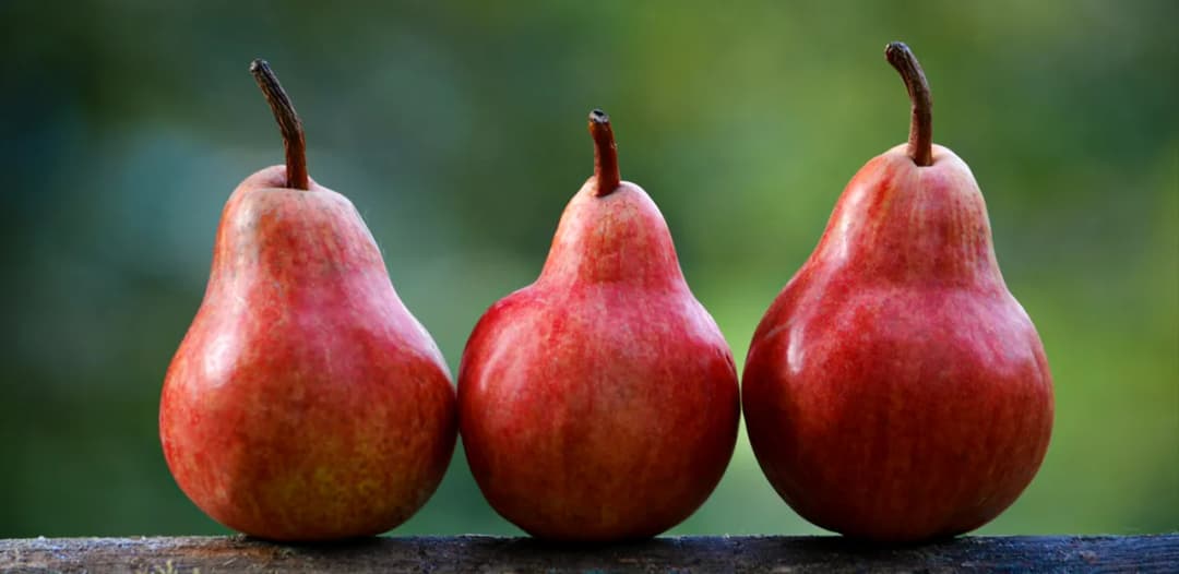 Jaka grusza do ogrodu: wybierz najlepsze odmiany i pielęgnację