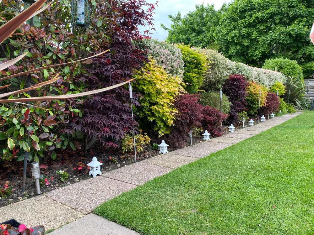 Jakie drzewa ozdobne do ogrodu? Wybierz najpiękniejsze gatunki dla siebie