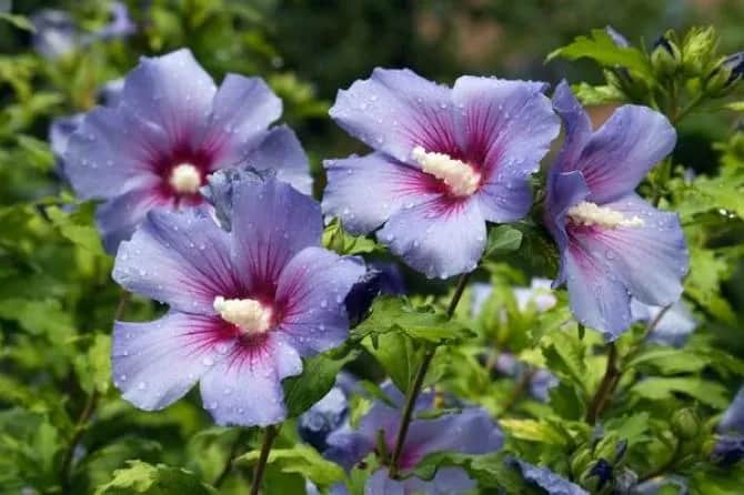 Hibiskus ogrodowy – kluczowe zasady uprawy, pielęgnacji i zabezpieczania