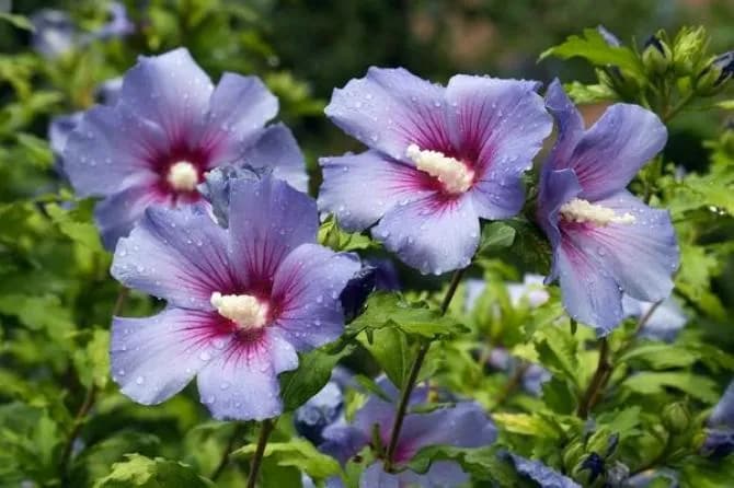 Hibiskus ogrodowy – kluczowe zasady uprawy, pielęgnacji i zabezpieczania Hibiskus ogrodowy – kluczowe zasady uprawy, pielęgnacji i zabezpieczania