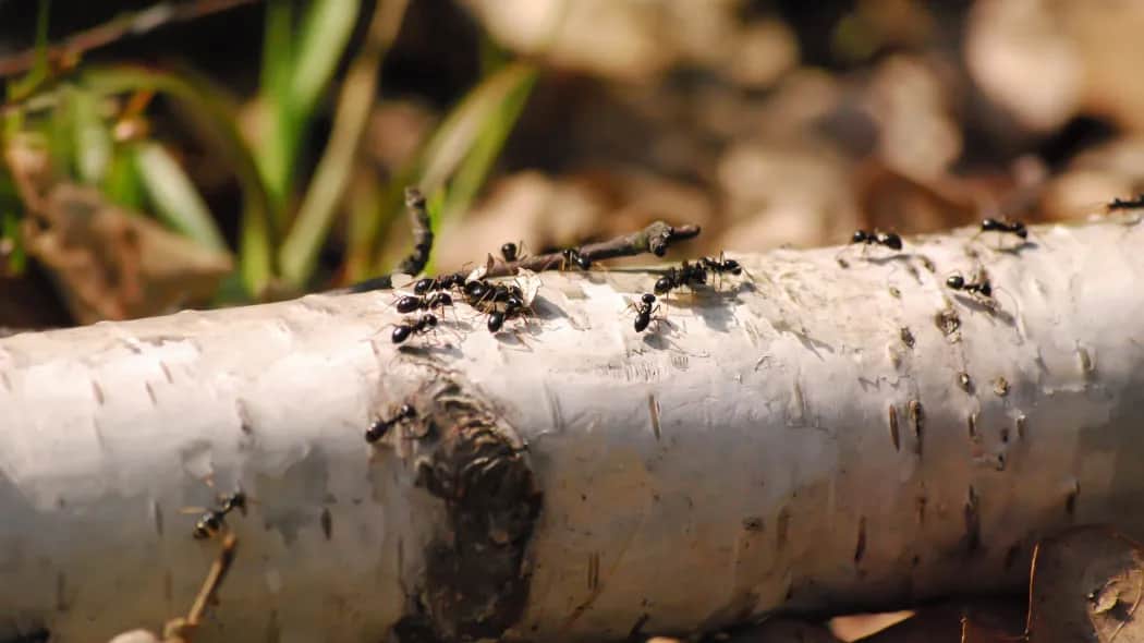 Jak wytępić mrówki z ogrodu - skuteczne metody naturalne i chemiczne